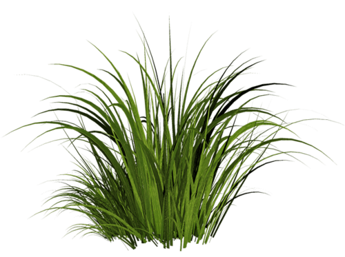 obrázek trávy